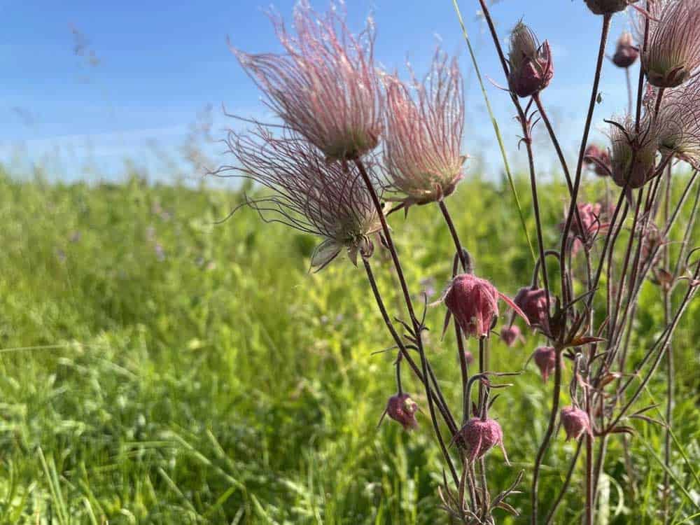 Prairie Smoke Geum triflorum