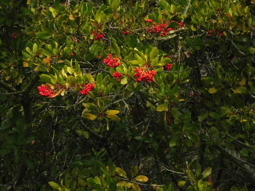 Toyon (Heteromeles arbutifolia)