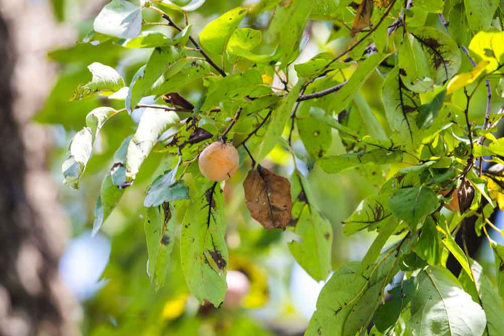 American Persimmon (Diospyros virginiana)