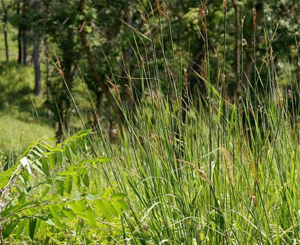 Indian Grass (Sorghastrum nutans)