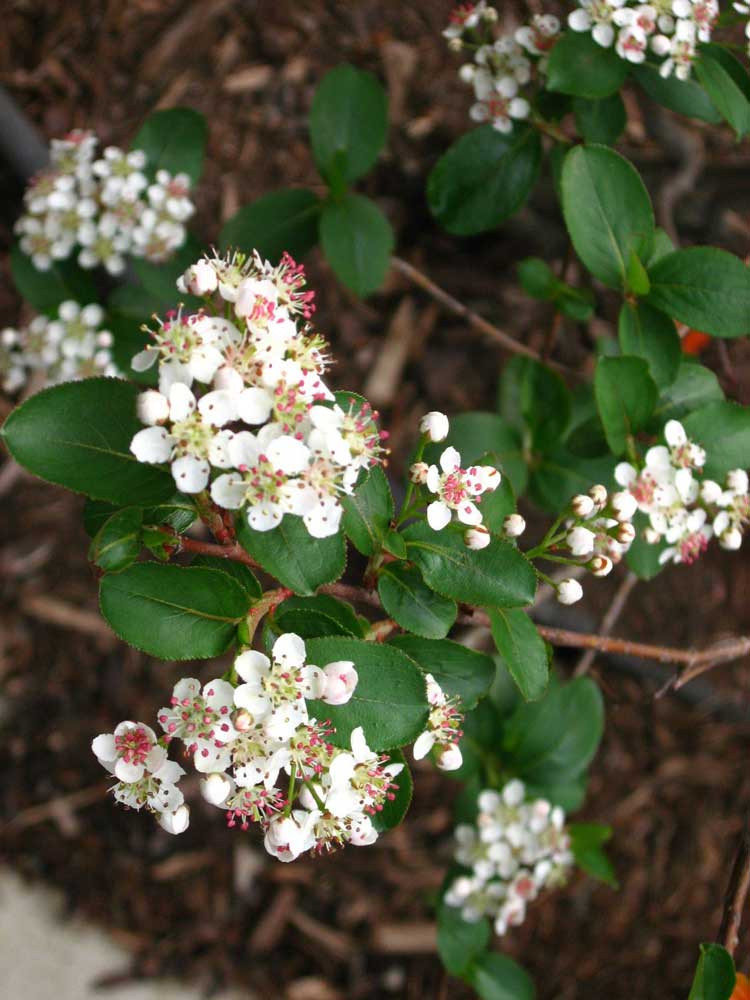 Black Chokeberry (Aronia melanocarpa)