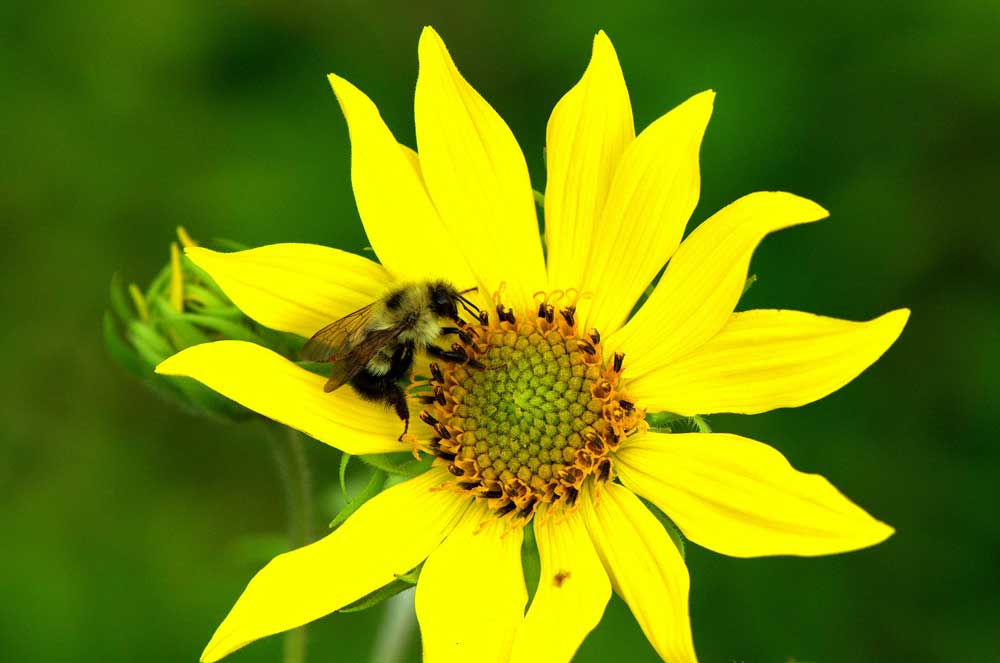 Hairy or Rough Sunflower (Helianthus hirsutus)