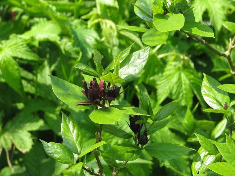 Eastern Sweetshrub or Calycanthus floridus