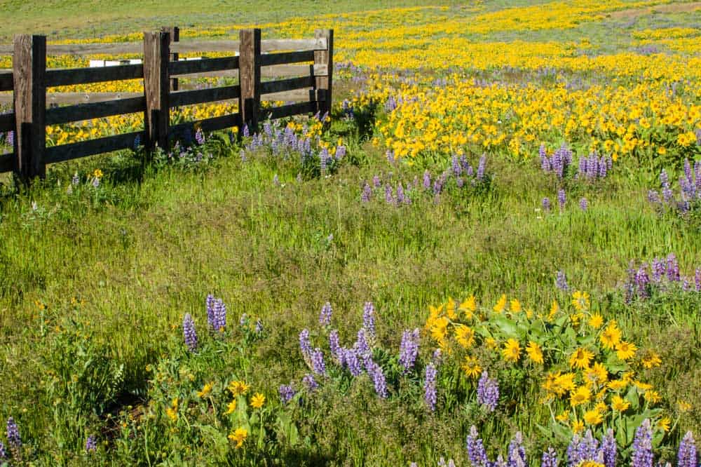 Restored Native Meadow with Lupine and Balsamroot