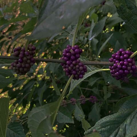 Beautyberry