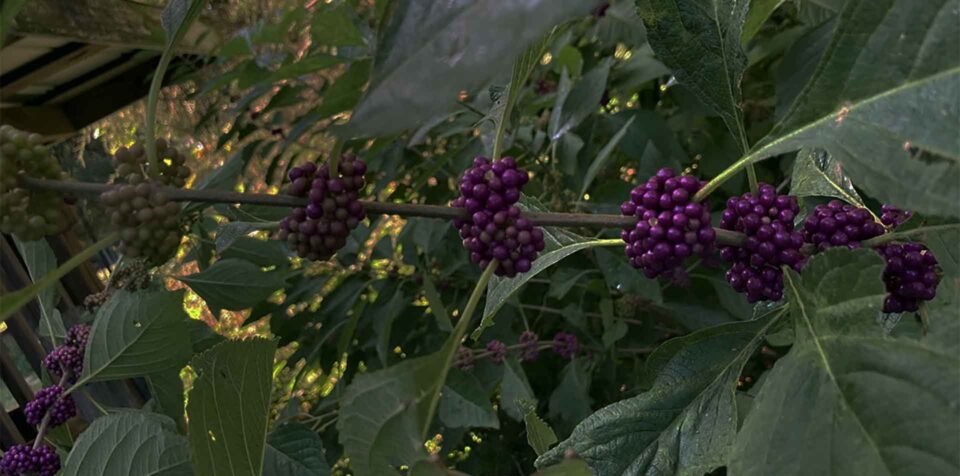 Beautyberry