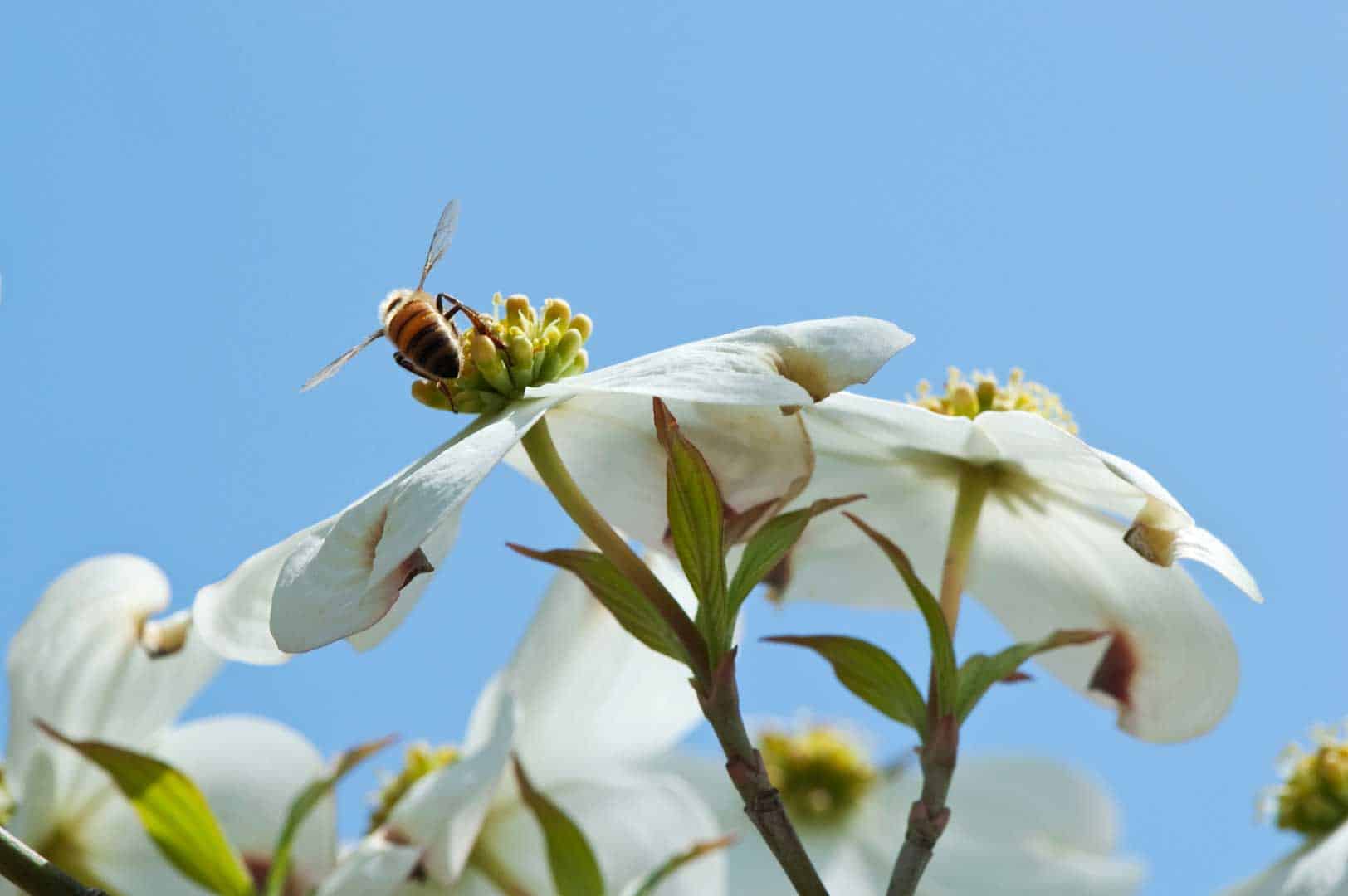 Bee on flowering dogwood