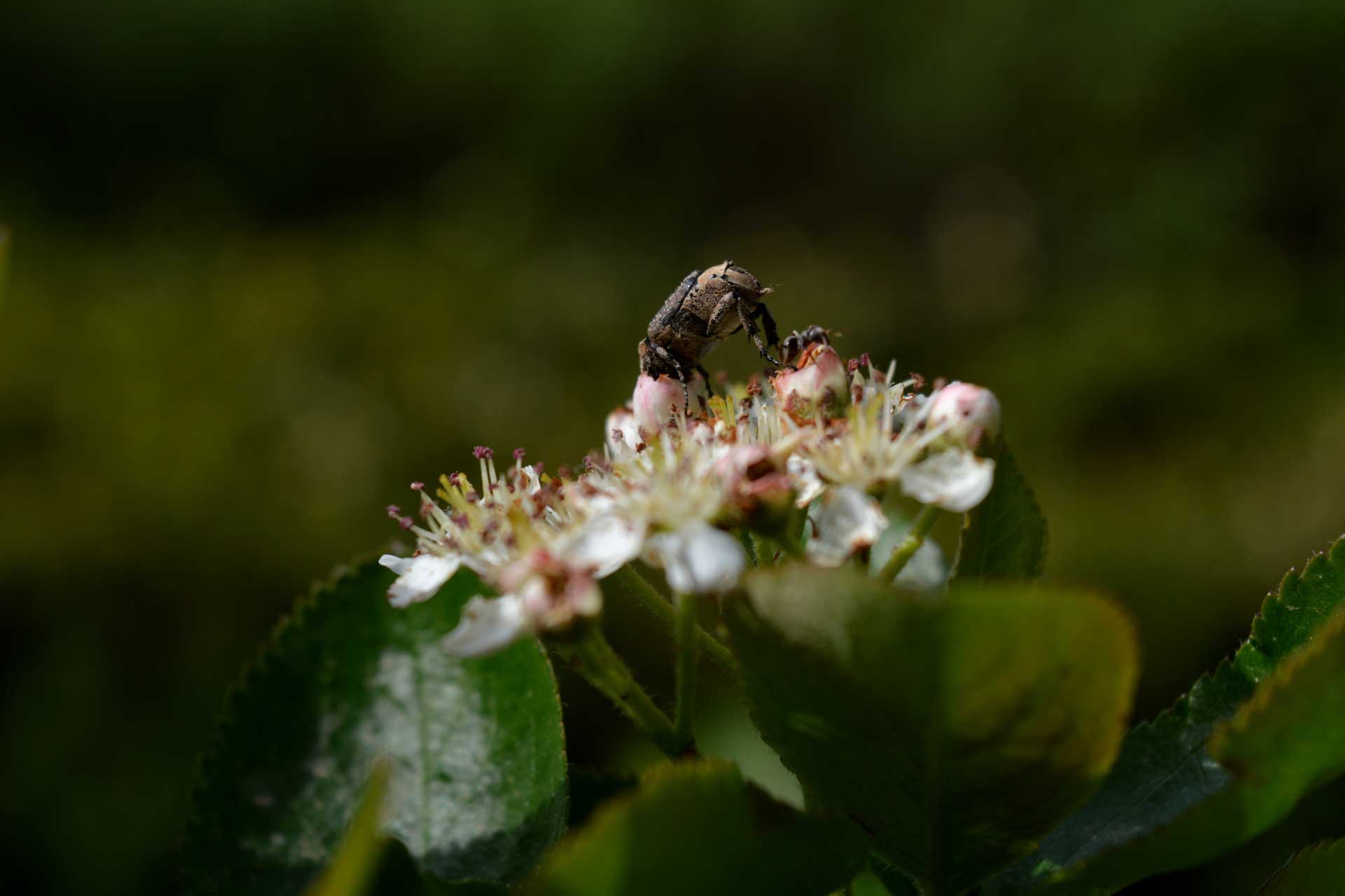 Beetle on a native chokeberry flower