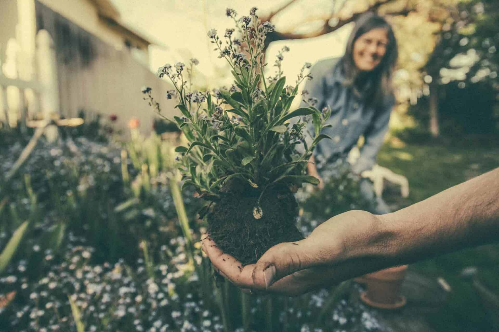 No Till Gardening for Soil Health