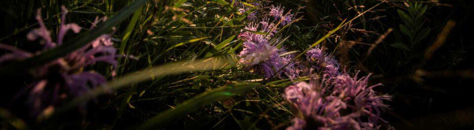 Bergamot Monarda fistulosa