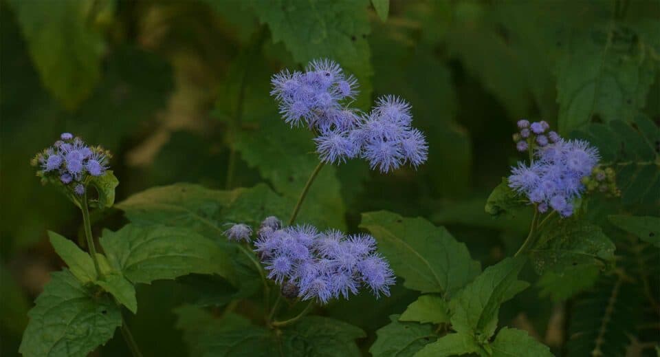 Blue Mistflower