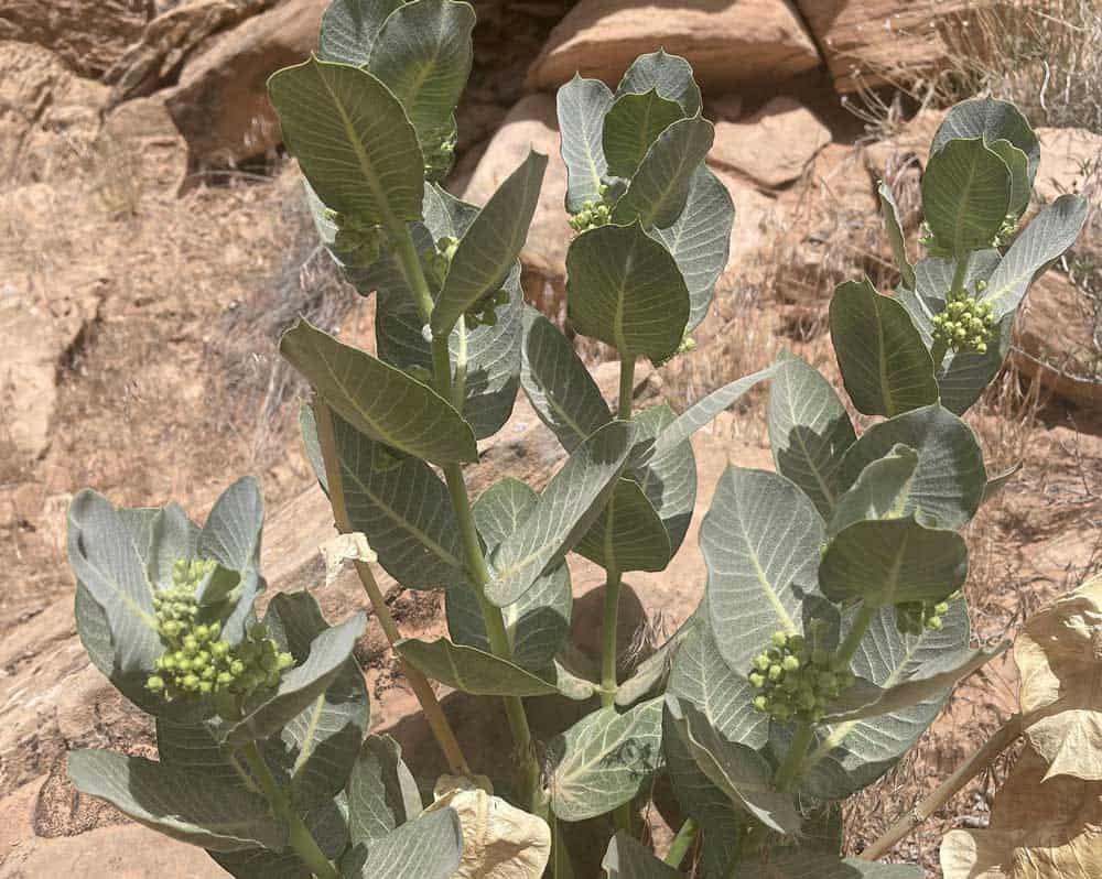 Broadleaf Milkweed