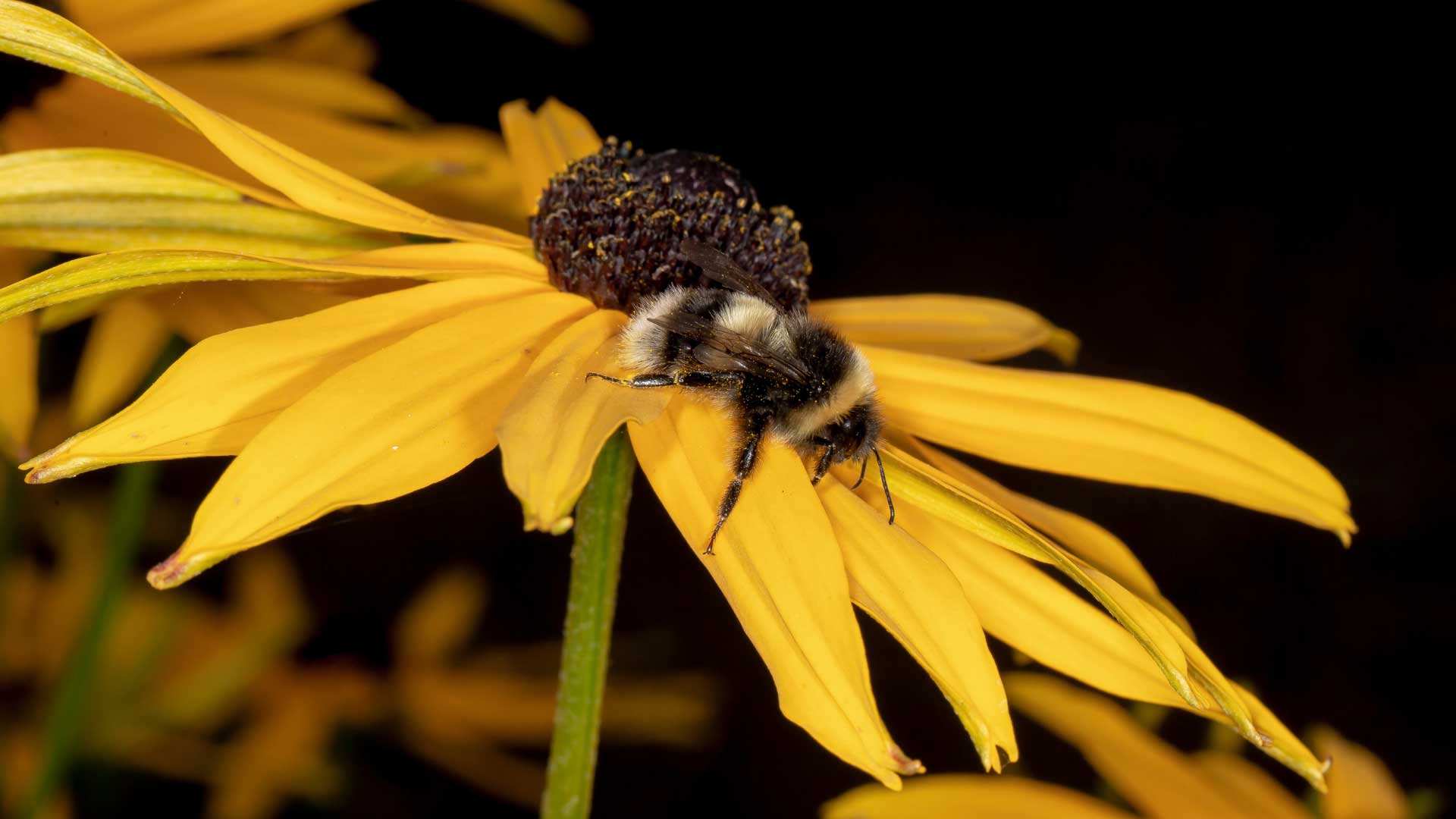 Bumblebee on a Black-Eyed Susan flower