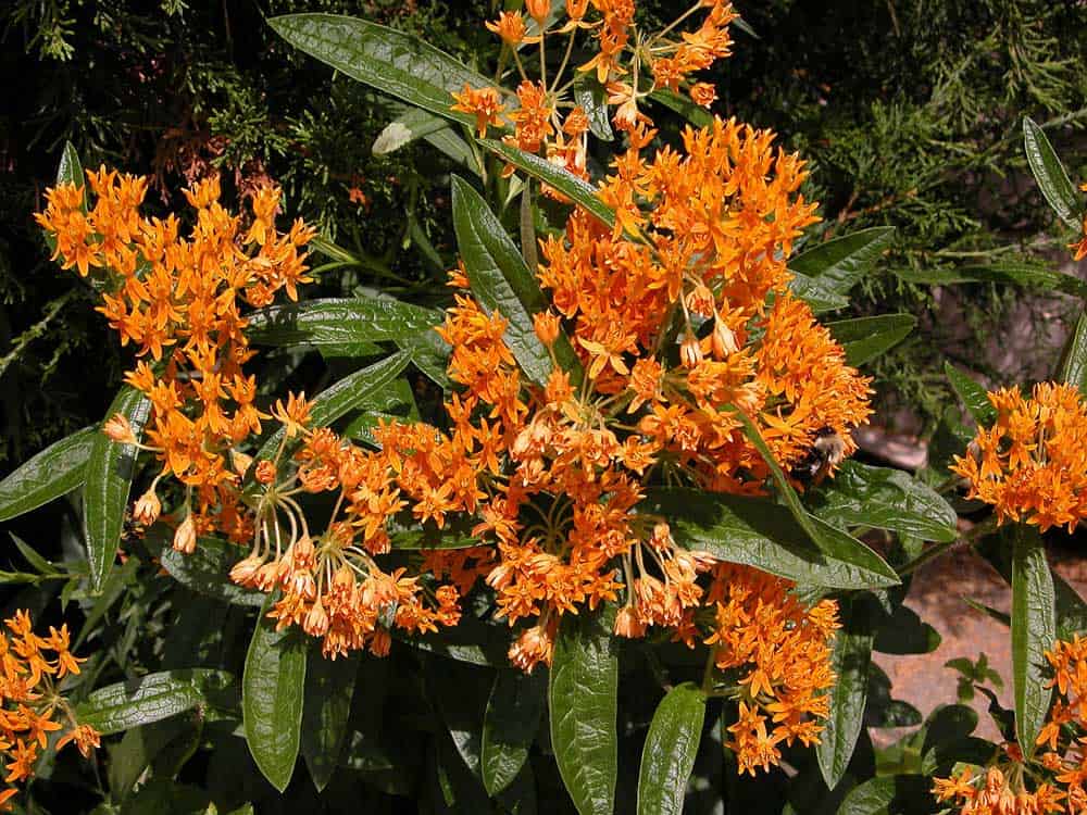 Butterfly Milkweed