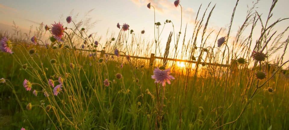 Why Use Native Plants?