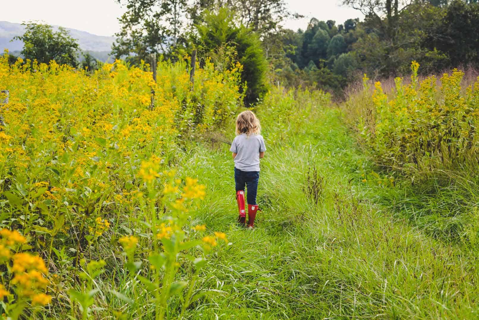 Goldenrod in Garden