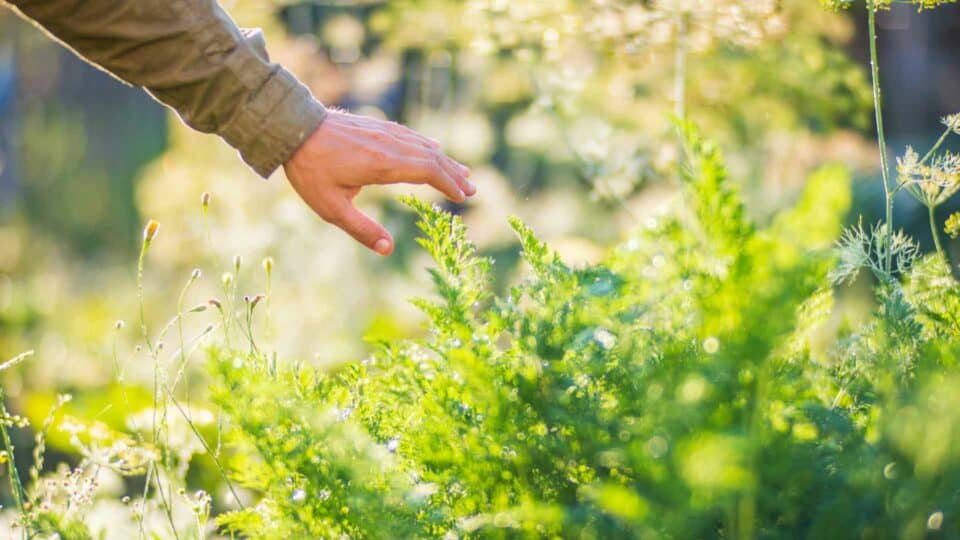 Caring for Native Plants