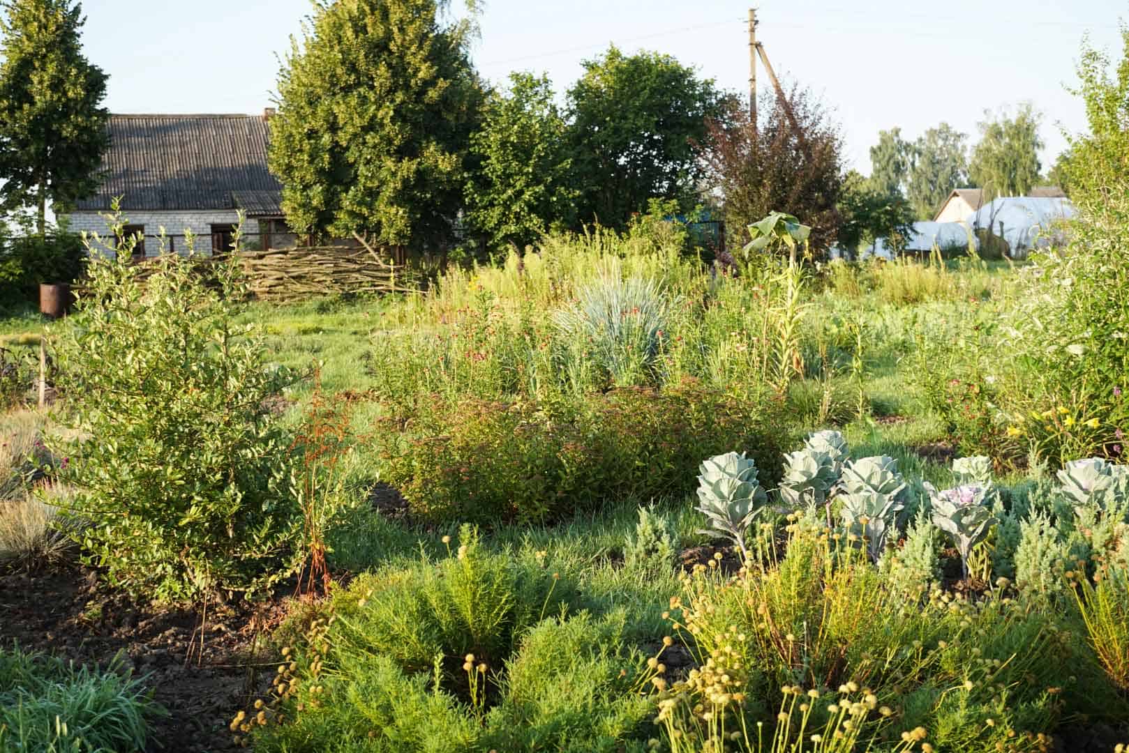 Native Plant Garden