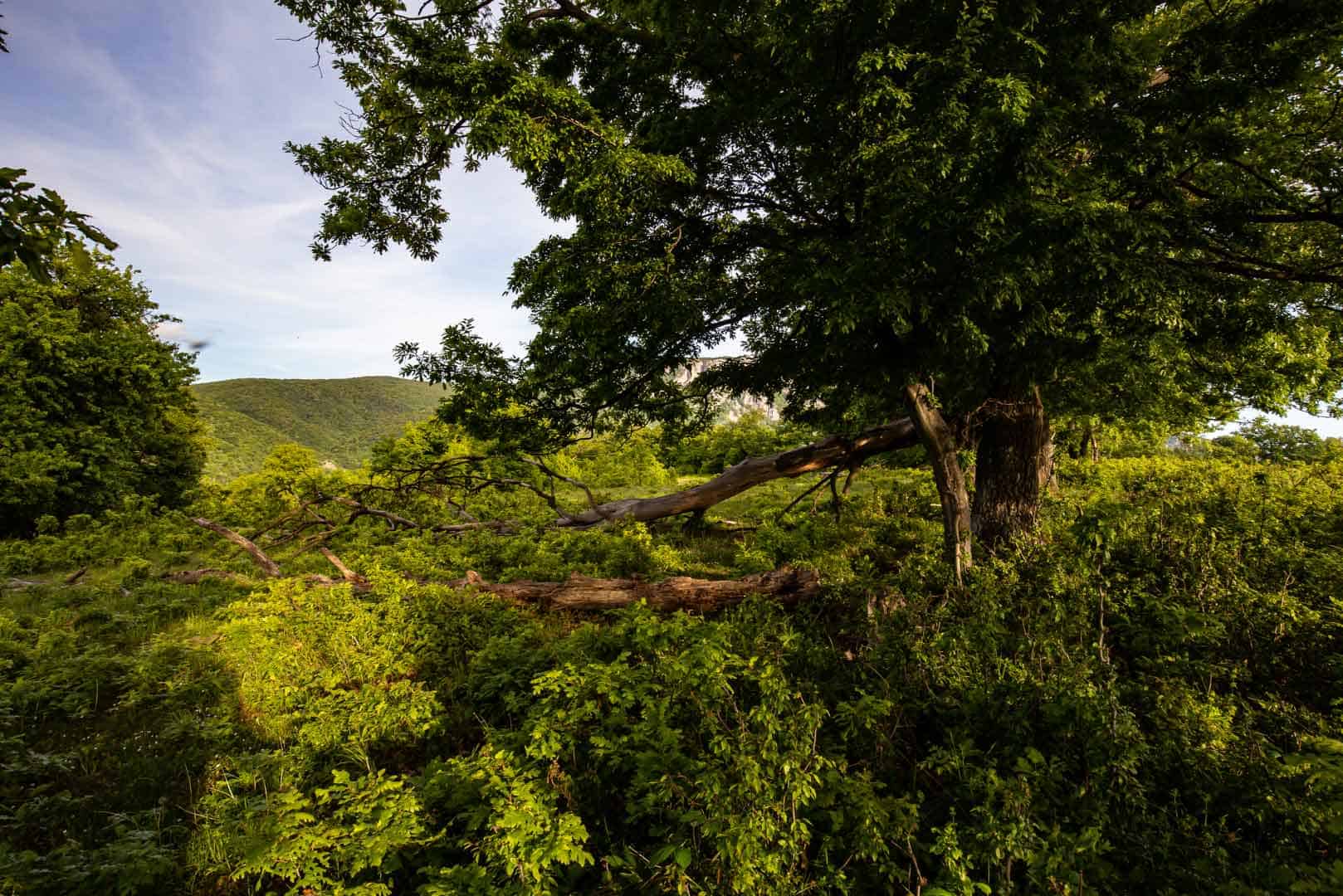 How to Care for Native Plants in a Native Plant Landscape