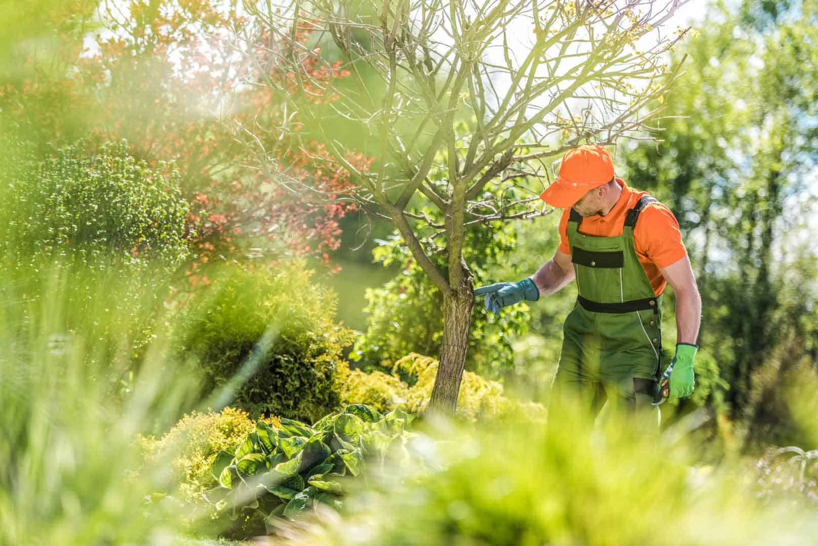 Native Tree Care and Watering