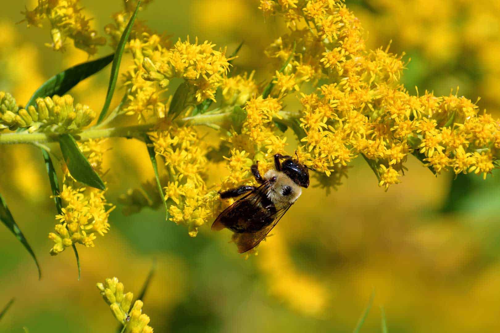 Native Carpenter Bee Feeding on Goldenrod