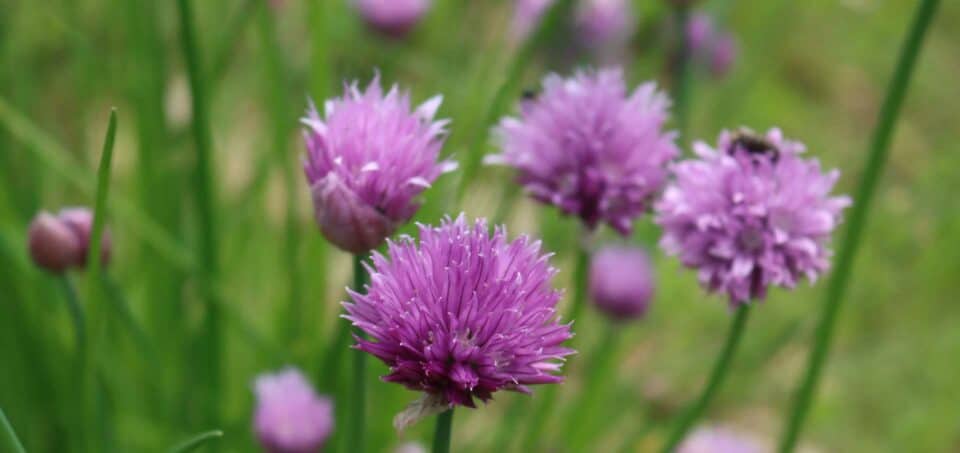 Bumblebee on chives in pollinator garden