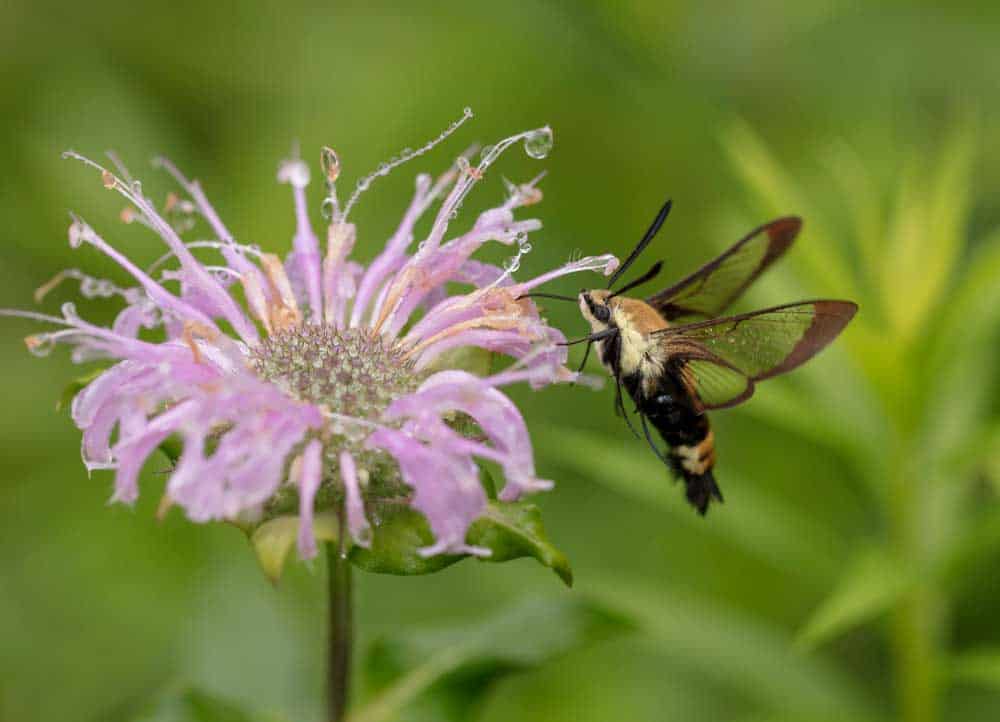 clearwing hummingbird moth Clearwing Hummingbird Moth by ShenandoahNPS is marked with Public Domain Mark 1