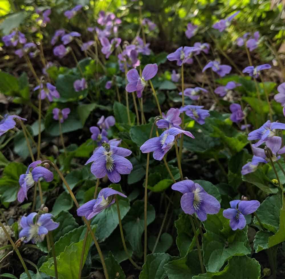 common blue violet New England native garden native plants gardening by sapienssolutions is licensed under CC BY 2