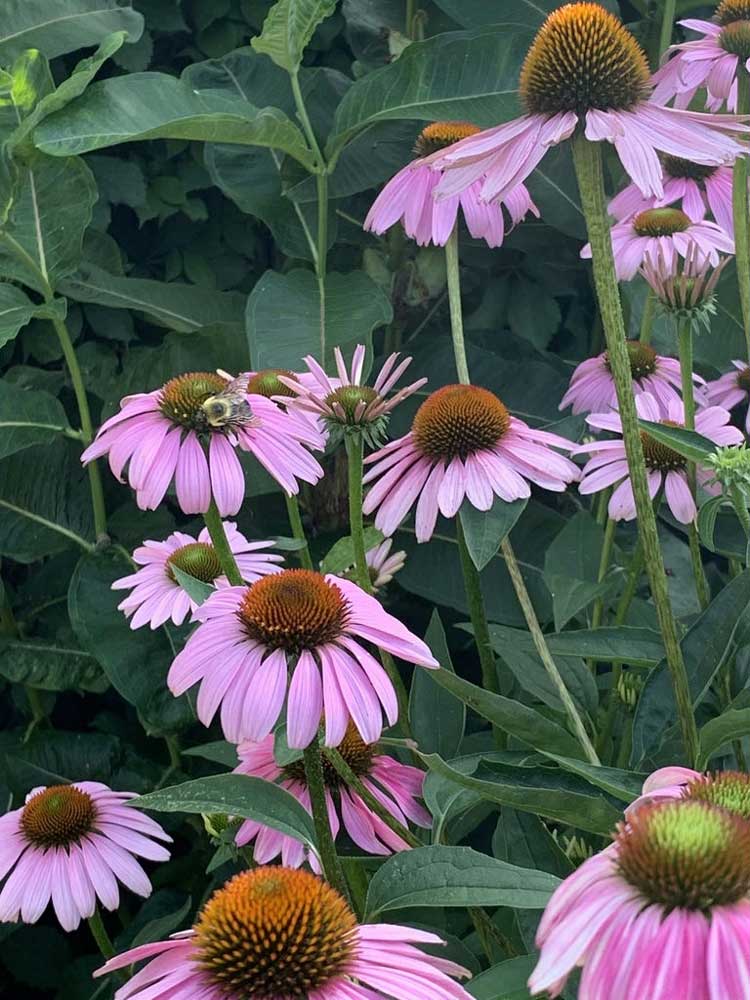 Purple Coneflower (Echinacea purpurea)