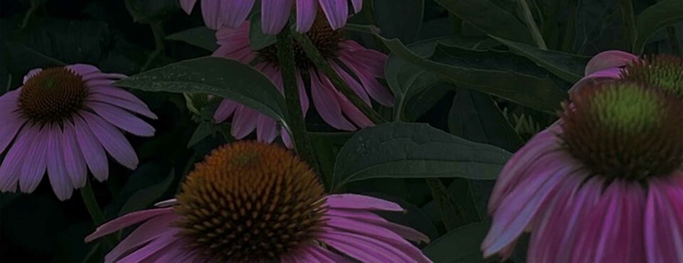 Coneflowers