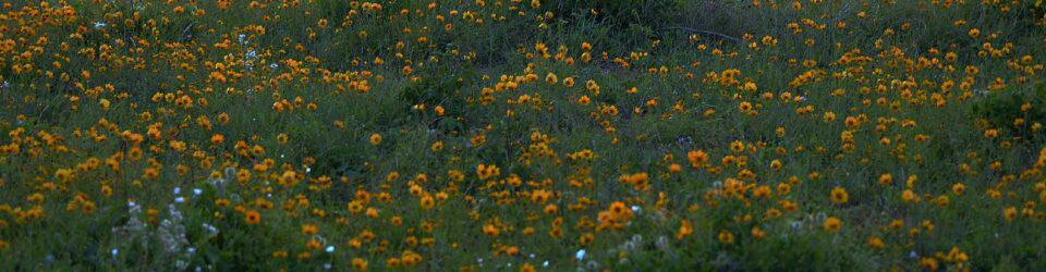 Plains Coreopsis