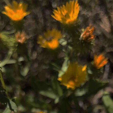 Curlycup Gumweed