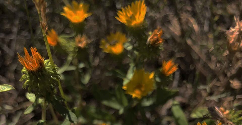 Curlycup Gumweed