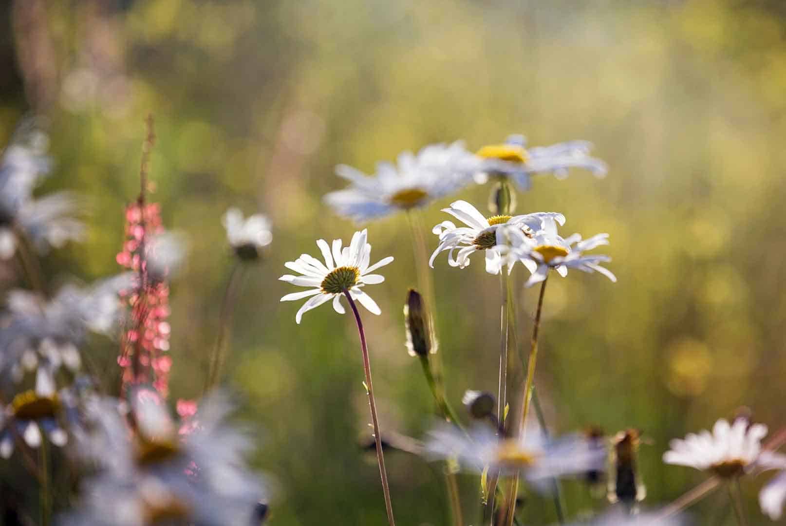 flowers and seedheads 2