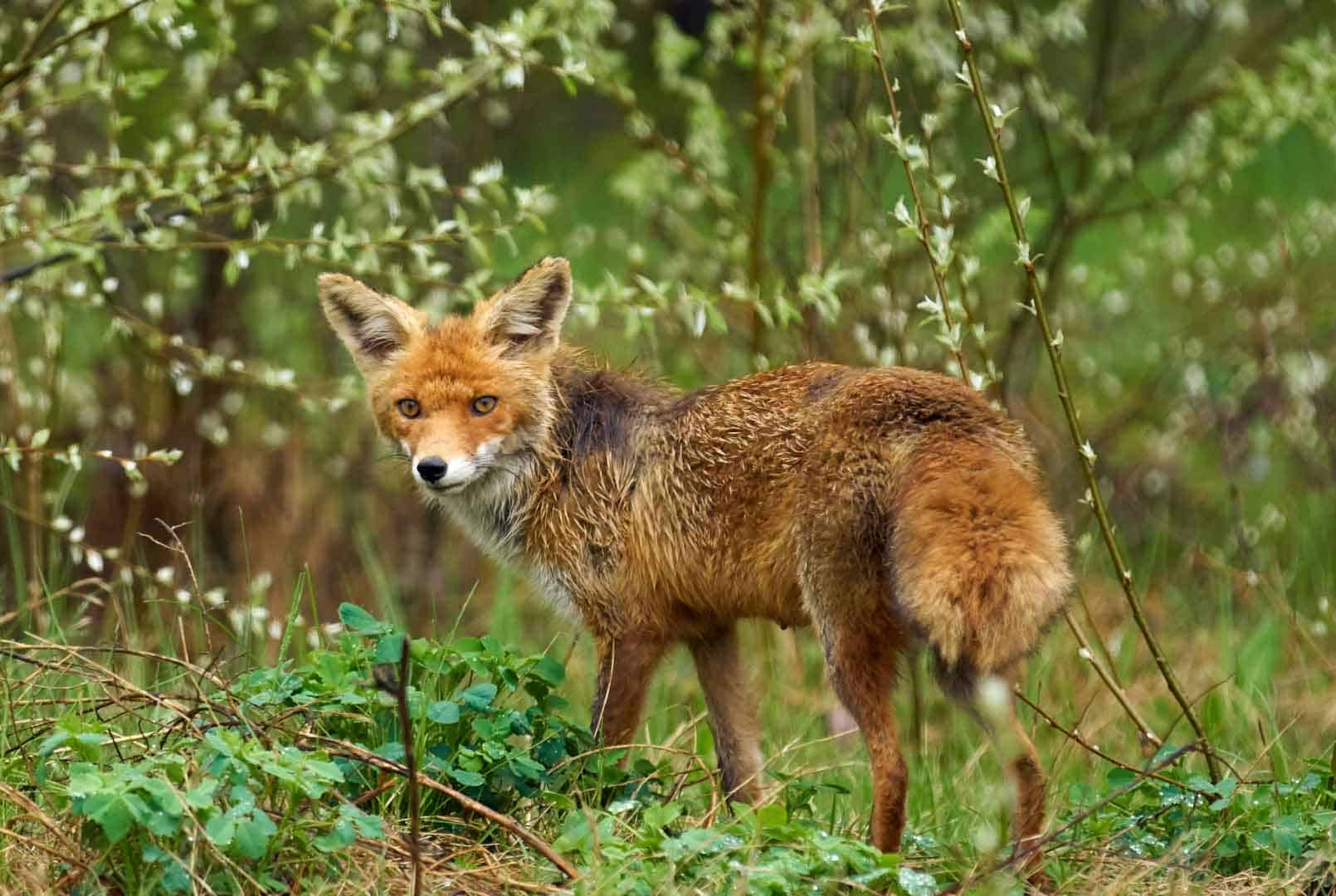 Fox in Native Habitat