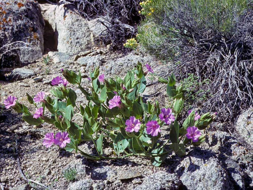 giant four oclock Mirabilis multiflora flowering plant in habitat by Jim Morefield is licensed under CC BY SA 2