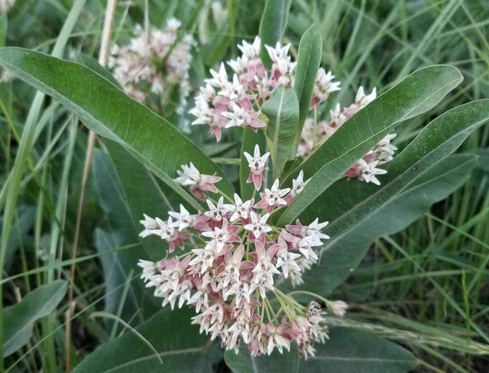 Hall's Milkweed