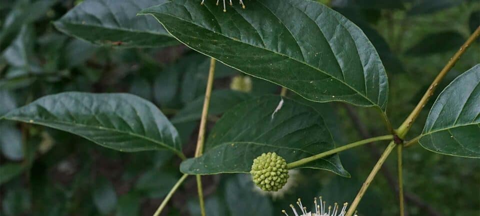 Buttonbush