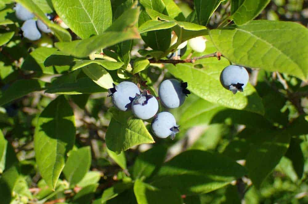 highbush blueberry