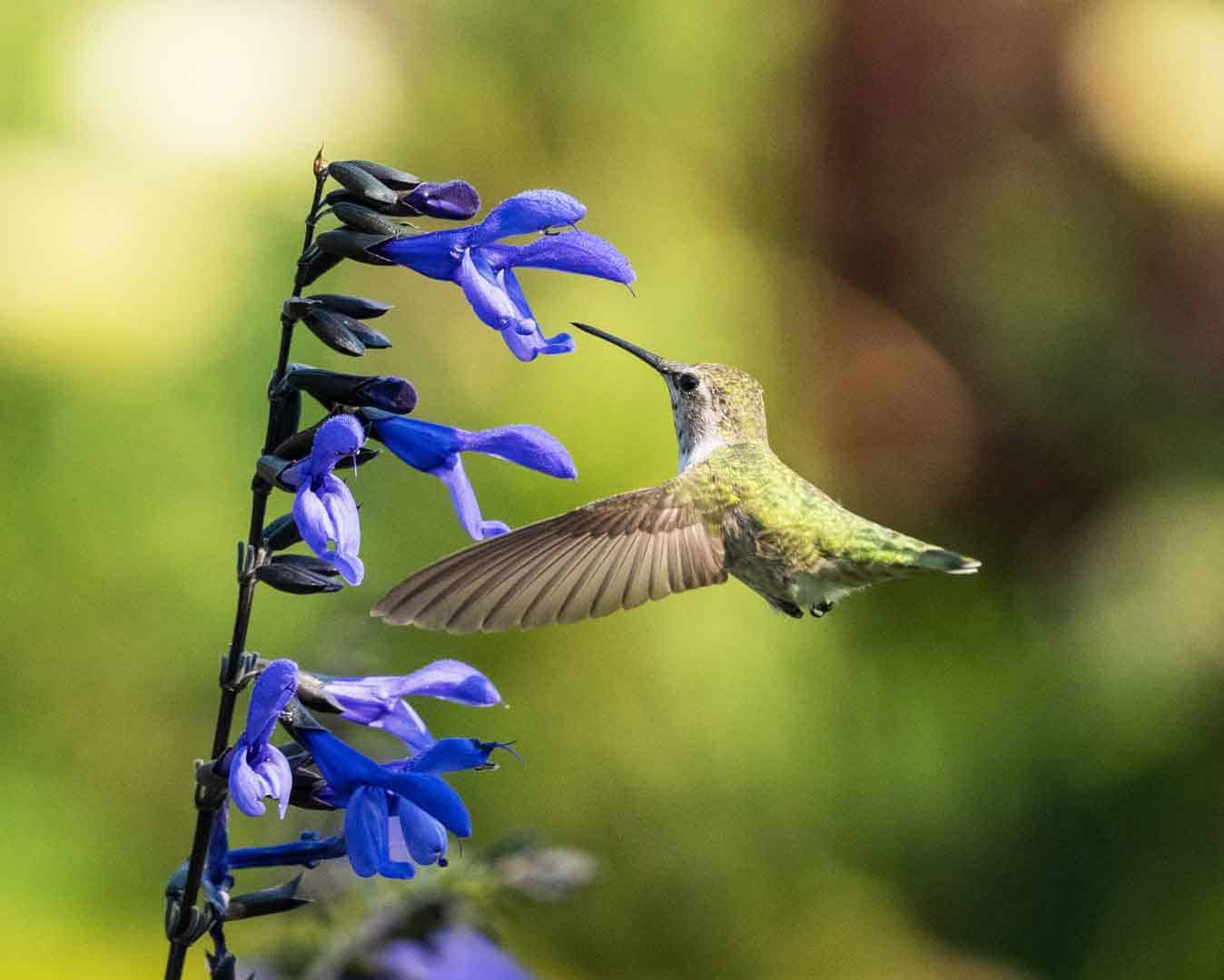 Hummingbird feeding on tubular flowers