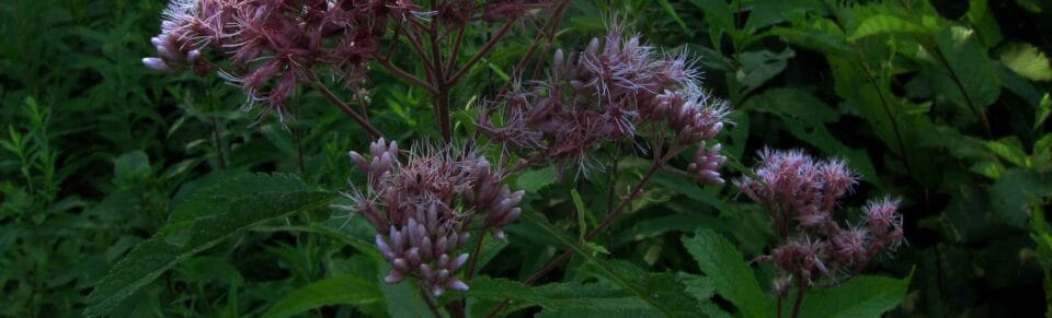 Joe Pye Weed