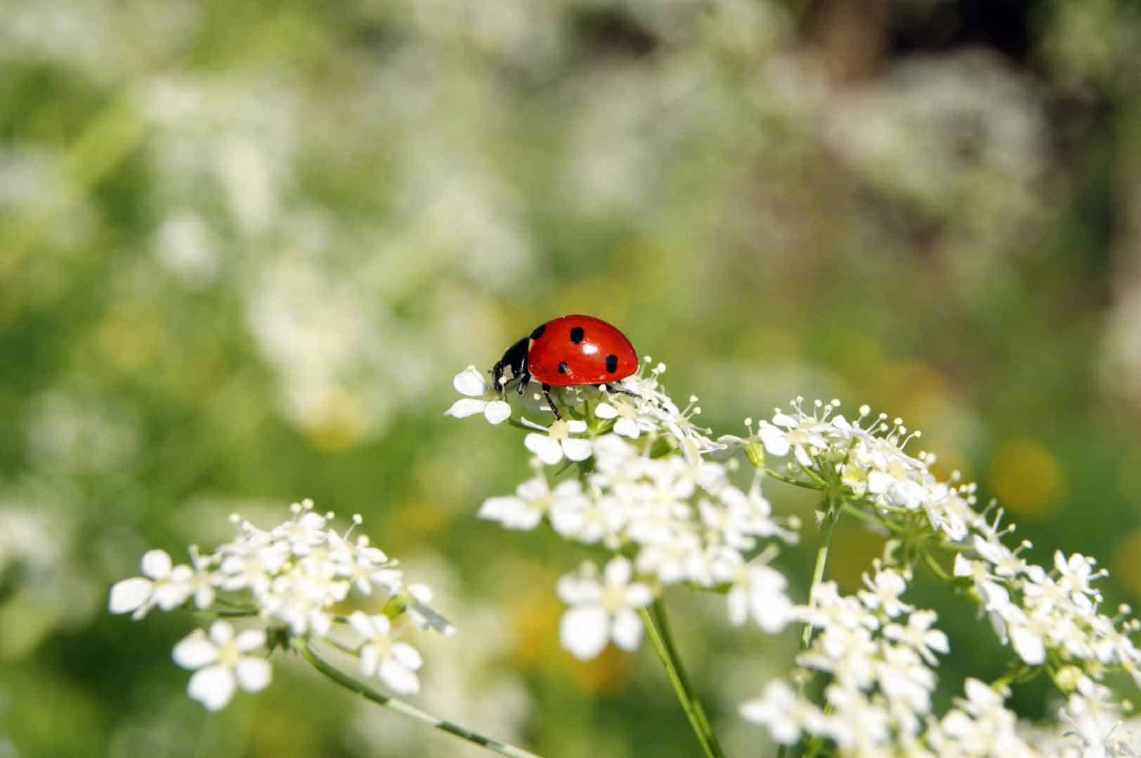 lady bug