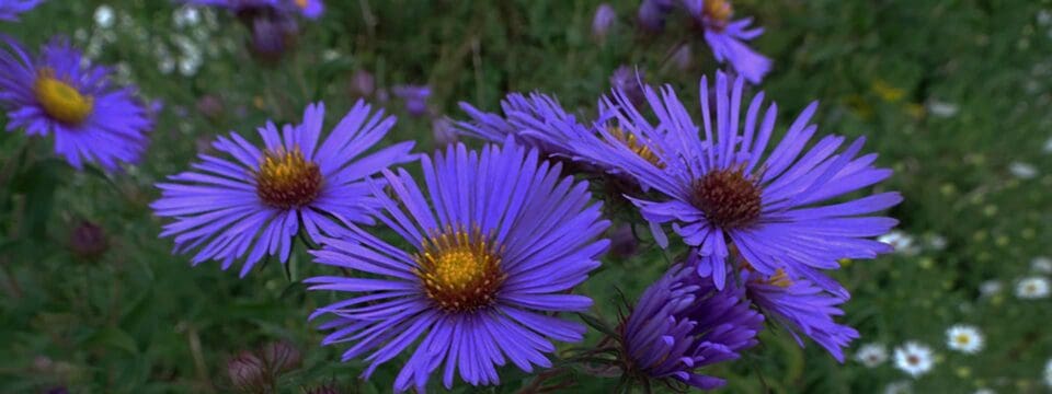 New England Aster