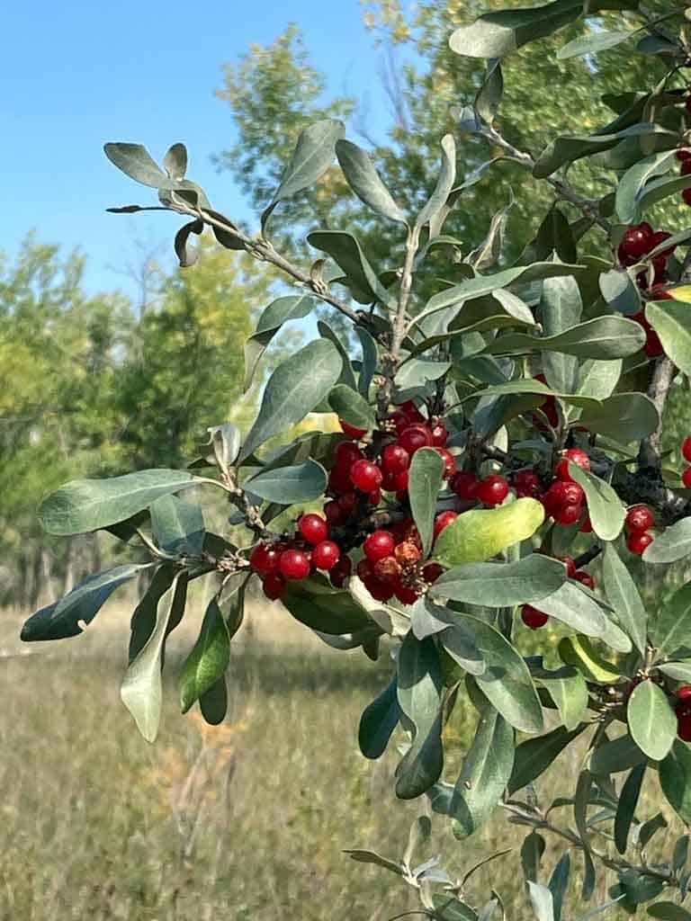 Silver Buffaloberry Shepherdia argentea