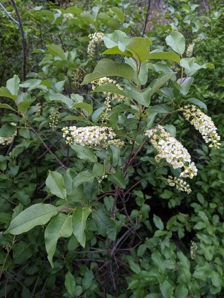 Chokecherry Prunus virginiana