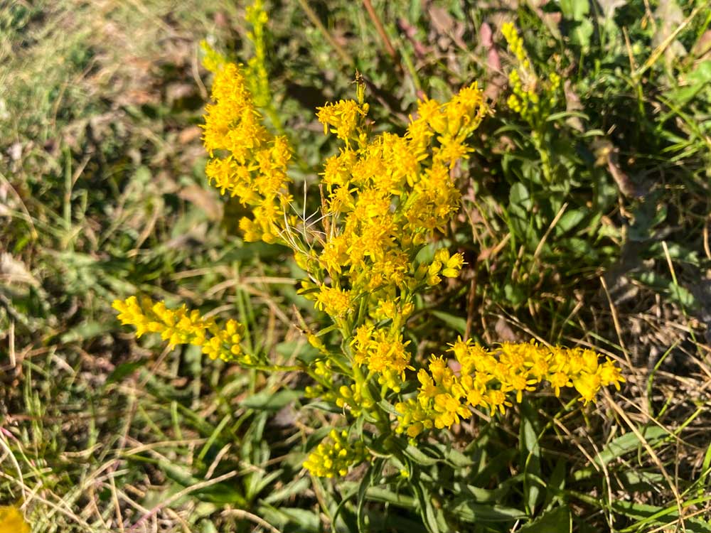 Missouri Goldenrod