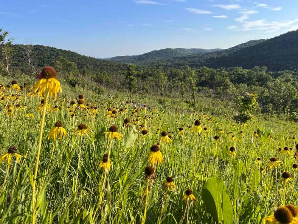 Yellow Coneflower native plant