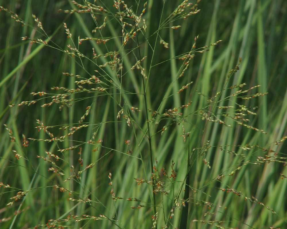 Switchgrass (Panicum virgatum)