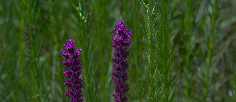 Prairie Blazing Star (Liatris pycnostachya)