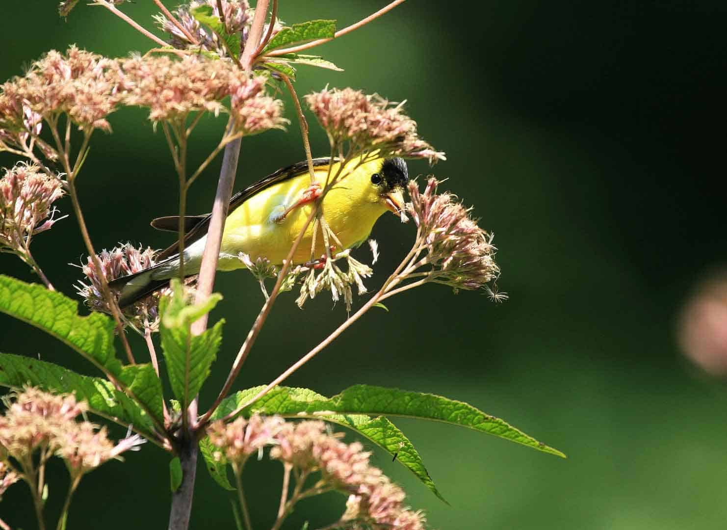 Male American Goldfinch feeding on Milkweed Seeds